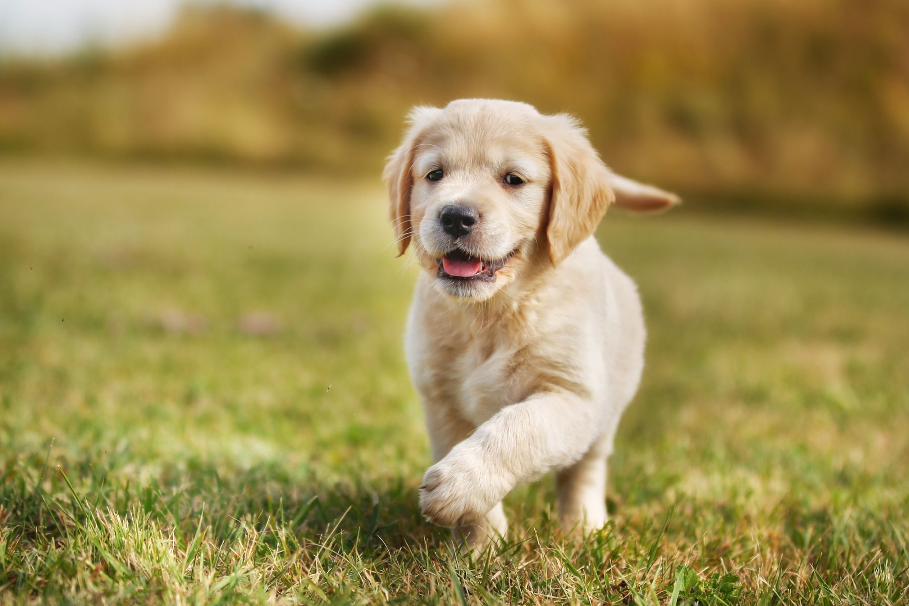 Puppy running on grass