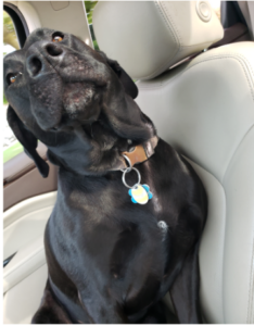 Dog_Tabatha