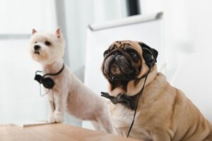 PetTherapyasWellness_FeaturedImage