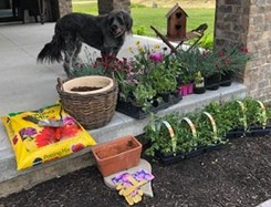 dog among flowers