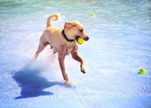 puppy playing in the water