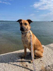 picture of a dog near a lake